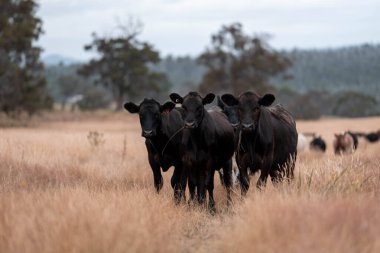 Avustralya 'da bir çiftlikte karbon nötr sığır yetiştiriciliği. Avustralya' da güzel sığırlar otlaklar ve otlaklar. Yeni Zelanda 'da büyüyen sığır sürüsü.