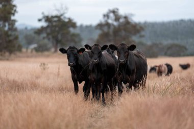 Avustralya 'da bir çiftlikte karbon nötr sığır yetiştiriciliği. Avustralya' da güzel sığırlar otlaklar ve otlaklar. Yeni Zelanda 'da büyüyen sığır sürüsü.