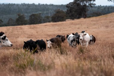 Avustralya 'da bir çiftlikte karbon nötr sığır yetiştiriciliği. Avustralya' da güzel sığırlar otlaklar ve otlaklar. Yeni Zelanda 'da büyüyen sığır sürüsü.