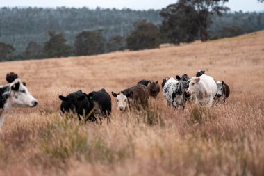 Avustralya 'da bir çiftlikte karbon nötr sığır yetiştiriciliği. Avustralya' da güzel sığırlar otlaklar ve otlaklar. Yeni Zelanda 'da büyüyen sığır sürüsü.