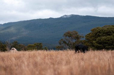 Avustralya 'da bir çiftlikte karbon nötr sığır yetiştiriciliği. Avustralya' da güzel sığırlar otlaklar ve otlaklar. Yeni Zelanda 'da büyüyen sığır sürüsü.