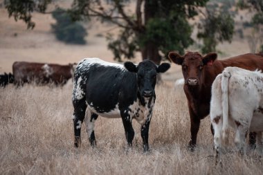 Avustralya 'da bir çiftlikte karbon nötr sığır yetiştiriciliği. Avustralya' da güzel sığırlar otlaklar ve otlaklar. Yeni Zelanda 'da büyüyen sığır sürüsü.