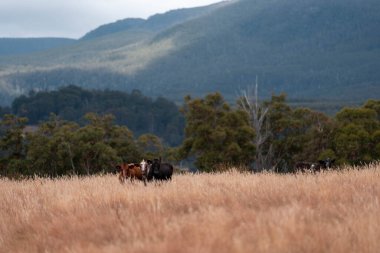 Avustralya 'da bir çiftlikte karbon nötr sığır yetiştiriciliği. Avustralya' da güzel sığırlar otlaklar ve otlaklar. Yeni Zelanda 'da büyüyen sığır sürüsü.