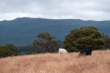 Avustralya 'da bir çiftlikte karbon nötr sığır yetiştiriciliği. Avustralya' da güzel sığırlar otlaklar ve otlaklar. Yeni Zelanda 'da büyüyen sığır sürüsü.