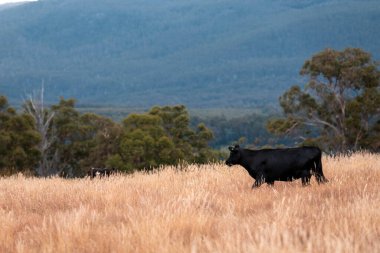 Avustralya 'da bir çiftlikte karbon nötr sığır yetiştiriciliği. Avustralya' da güzel sığırlar otlaklar ve otlaklar. Yeni Zelanda 'da büyüyen sığır sürüsü.
