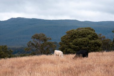 Avustralya 'da bir çiftlikte karbon nötr sığır yetiştiriciliği. Avustralya' da güzel sığırlar otlaklar ve otlaklar. Yeni Zelanda 'da büyüyen sığır sürüsü.