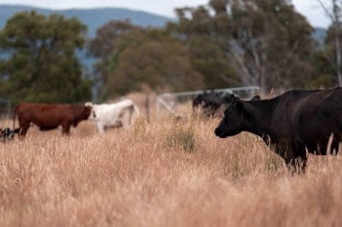 Avustralya 'da bir çiftlikte karbon nötr sığır yetiştiriciliği. Avustralya' da güzel sığırlar otlaklar ve otlaklar. Yeni Zelanda 'da büyüyen sığır sürüsü.