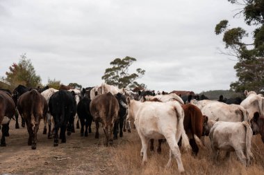 Avustralya 'da bir çiftlikte karbon nötr sığır yetiştiriciliği. Avustralya' da güzel sığırlar otlaklar ve otlaklar. Yeni Zelanda 'da büyüyen sığır sürüsü.