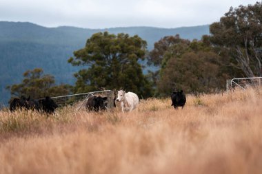Avustralya 'da bir çiftlikte karbon nötr sığır yetiştiriciliği. Avustralya' da güzel sığırlar otlaklar ve otlaklar. Yeni Zelanda 'da büyüyen sığır sürüsü.