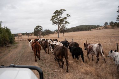 Avustralya 'da bir çiftlikte karbon nötr sığır yetiştiriciliği. Avustralya' da güzel sığırlar otlaklar ve otlaklar. Yeni Zelanda 'da büyüyen sığır sürüsü.