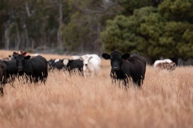 Avustralya wagyu inekleri çayırda otluyor. Avustralya 'da ilkbaharda organik bir çiftlikte çayırda ot yiyen siyah bir angus ineğinin görüntüsü.