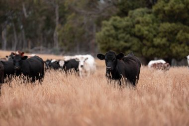 Avustralya wagyu inekleri çayırda otluyor. Avustralya 'da ilkbaharda organik bir çiftlikte çayırda ot yiyen siyah bir angus ineğinin görüntüsü.