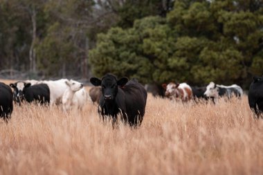 Avustralya wagyu inekleri çayırda otluyor. Avustralya 'da ilkbaharda organik bir çiftlikte çayırda ot yiyen siyah bir angus ineğinin görüntüsü.