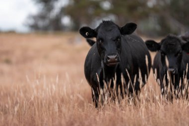 Avustralya 'da bir çiftlikte karbon nötr sığır yetiştiriciliği. Avustralya' da güzel sığırlar otlaklar ve otlaklar. Yeni Zelanda 'da büyüyen sığır sürüsü.