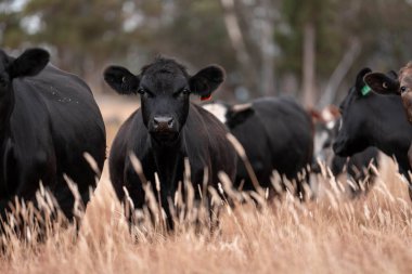 Avustralya 'da bir çiftlikte karbon nötr sığır yetiştiriciliği. Avustralya' da güzel sığırlar otlaklar ve otlaklar. Yeni Zelanda 'da büyüyen sığır sürüsü.