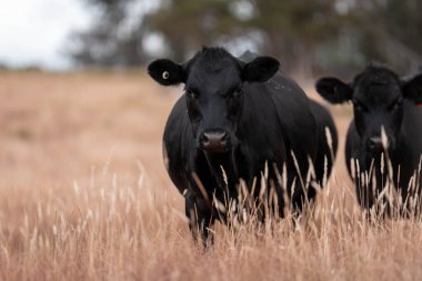Avustralya 'da bir çiftlikte karbon nötr sığır yetiştiriciliği. Avustralya' da güzel sığırlar otlaklar ve otlaklar. Yeni Zelanda 'da büyüyen sığır sürüsü.