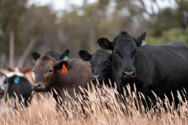 Avustralya 'da bir çiftlikte karbon nötr sığır yetiştiriciliği. Avustralya' da güzel sığırlar otlaklar ve otlaklar. Yeni Zelanda 'da büyüyen sığır sürüsü.