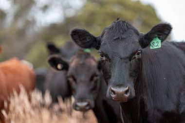 Avustralya 'da bir çiftlikte karbon nötr sığır yetiştiriciliği. Avustralya' da güzel sığırlar otlaklar ve otlaklar. Yeni Zelanda 'da büyüyen sığır sürüsü.