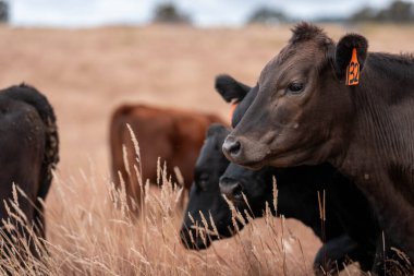 Avustralya 'da bir çiftlikte karbon nötr sığır yetiştiriciliği. Avustralya' da güzel sığırlar otlaklar ve otlaklar. Yeni Zelanda 'da büyüyen sığır sürüsü.