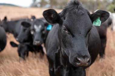 Avustralya 'da bir çiftlikte karbon nötr sığır yetiştiriciliği. Avustralya' da güzel sığırlar otlaklar ve otlaklar. Yeni Zelanda 'da büyüyen sığır sürüsü.