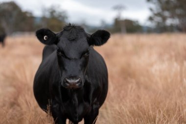 Avustralya 'da bir çiftlikte karbon nötr sığır yetiştiriciliği. Avustralya' da güzel sığırlar otlaklar ve otlaklar. Yeni Zelanda 'da büyüyen sığır sürüsü.