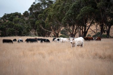 Avustralya 'da bir çiftlikte karbon nötr sığır yetiştiriciliği. Avustralya' da güzel sığırlar otlaklar ve otlaklar. Yeni Zelanda 'da büyüyen sığır sürüsü.
