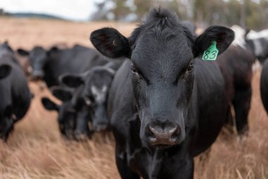 Avustralya 'da bir çiftlikte karbon nötr sığır yetiştiriciliği. Avustralya' da güzel sığırlar otlaklar ve otlaklar. Yeni Zelanda 'da büyüyen sığır sürüsü.