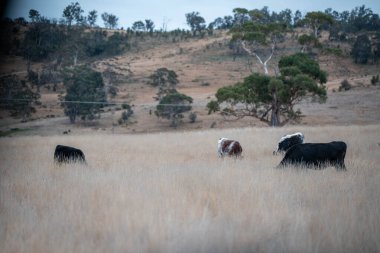 Avustralya 'da bir çiftlikte karbon nötr sığır yetiştiriciliği. Avustralya' da güzel sığırlar otlaklar ve otlaklar. Yeni Zelanda 'da büyüyen sığır sürüsü.