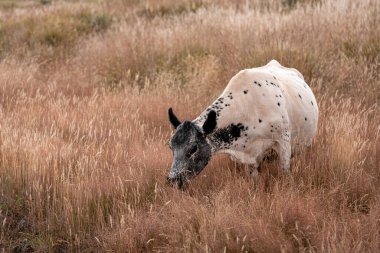 Avustralya wagyu inekleri çayırda otluyor. Avustralya 'da ilkbaharda organik bir çiftlikte çayırda ot yiyen siyah bir angus ineğinin görüntüsü.