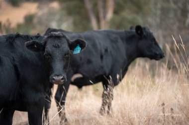 Avustralya 'da bir çiftlikte karbon nötr sığır yetiştiriciliği. Avustralya' da güzel sığırlar otlaklar ve otlaklar. Yeni Zelanda 'da büyüyen sığır sürüsü.