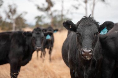 Avustralya 'da bir çiftlikte karbon nötr sığır yetiştiriciliği. Avustralya' da güzel sığırlar otlaklar ve otlaklar. Yeni Zelanda 'da büyüyen sığır sürüsü.