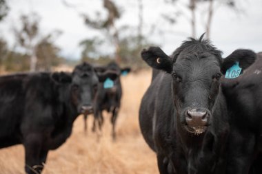 Avustralya 'da bir çiftlikte karbon nötr sığır yetiştiriciliği. Avustralya' da güzel sığırlar otlaklar ve otlaklar. Yeni Zelanda 'da büyüyen sığır sürüsü.