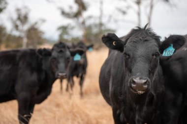 Avustralya 'da bir çiftlikte karbon nötr sığır yetiştiriciliği. Avustralya' da güzel sığırlar otlaklar ve otlaklar. Yeni Zelanda 'da büyüyen sığır sürüsü.
