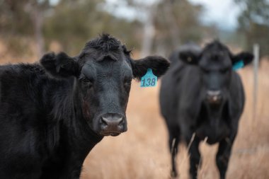 Avustralya 'da bir çiftlikte karbon nötr sığır yetiştiriciliği. Avustralya' da güzel sığırlar otlaklar ve otlaklar. Yeni Zelanda 'da büyüyen sığır sürüsü.