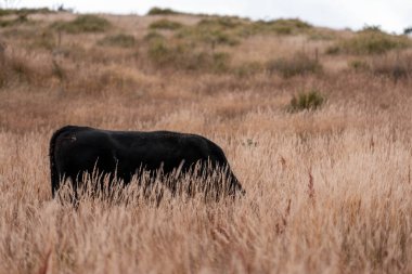 Avustralya wagyu inekleri çayırda otluyor. Avustralya 'da ilkbaharda organik bir çiftlikte çayırda ot yiyen siyah bir angus ineğinin görüntüsü.