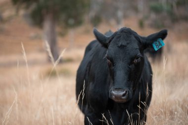 Avustralya 'da bir çiftlikte karbon nötr sığır yetiştiriciliği. Avustralya' da güzel sığırlar otlaklar ve otlaklar. Yeni Zelanda 'da büyüyen sığır sürüsü.