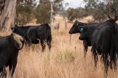 Avustralya 'da bir çiftlikte karbon nötr sığır yetiştiriciliği. Avustralya' da güzel sığırlar otlaklar ve otlaklar. Yeni Zelanda 'da büyüyen sığır sürüsü.