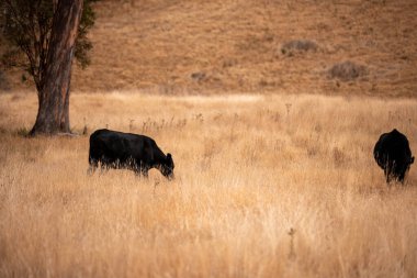 Avustralya 'da bir çiftlikte karbon nötr sığır yetiştiriciliği. Avustralya' da güzel sığırlar otlaklar ve otlaklar. Yeni Zelanda 'da büyüyen sığır sürüsü.