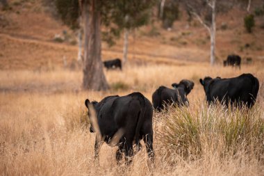 Avustralya 'da bir çiftlikte karbon nötr sığır yetiştiriciliği. Avustralya' da güzel sığırlar otlaklar ve otlaklar. Yeni Zelanda 'da büyüyen sığır sürüsü.