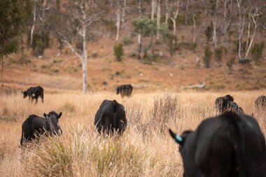 Avustralya 'da bir çiftlikte karbon nötr sığır yetiştiriciliği. Avustralya' da güzel sığırlar otlaklar ve otlaklar. Yeni Zelanda 'da büyüyen sığır sürüsü.