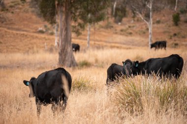 Avustralya 'da bir çiftlikte karbon nötr sığır yetiştiriciliği. Avustralya' da güzel sığırlar otlaklar ve otlaklar. Yeni Zelanda 'da büyüyen sığır sürüsü.