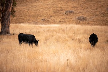 Avustralya 'da bir çiftlikte karbon nötr sığır yetiştiriciliği. Avustralya' da güzel sığırlar otlaklar ve otlaklar. Yeni Zelanda 'da büyüyen sığır sürüsü.