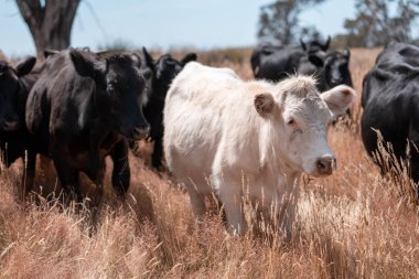 Avustralya 'da bir çiftlikte karbon nötr sığır yetiştiriciliği. Avustralya' da güzel sığırlar otlaklar ve otlaklar. Yeni Zelanda 'da büyüyen sığır sürüsü.