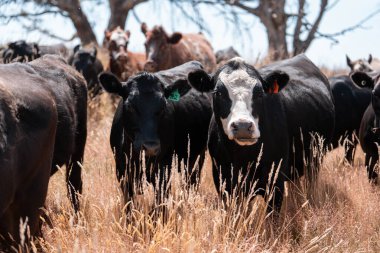 Avustralya 'da bir çiftlikte karbon nötr sığır yetiştiriciliği. Avustralya' da güzel sığırlar otlaklar ve otlaklar. Yeni Zelanda 'da büyüyen sığır sürüsü.