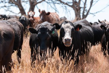 Avustralya 'da bir çiftlikte karbon nötr sığır yetiştiriciliği. Avustralya' da güzel sığırlar otlaklar ve otlaklar. Yeni Zelanda 'da büyüyen sığır sürüsü.