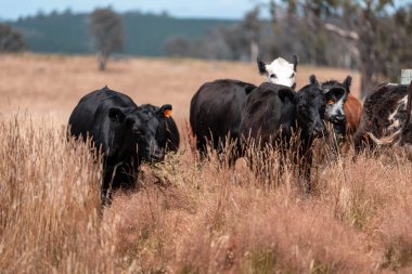 Avustralya wagyu inekleri çayırda otluyor. Avustralya 'da ilkbaharda organik bir çiftlikte çayırda ot yiyen siyah bir angus ineğinin görüntüsü.