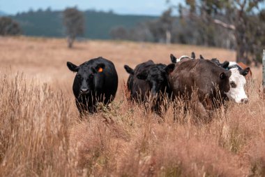 Avustralya wagyu inekleri çayırda otluyor. Avustralya 'da ilkbaharda organik bir çiftlikte çayırda ot yiyen siyah bir angus ineğinin görüntüsü.