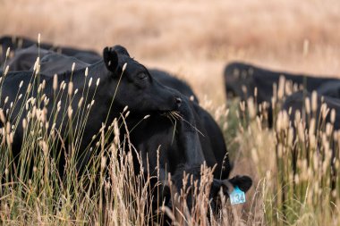 Avustralya 'da bir çiftlikte karbon nötr sığır yetiştiriciliği. Avustralya' da güzel sığırlar otlaklar ve otlaklar. Yeni Zelanda 'da büyüyen sığır sürüsü.