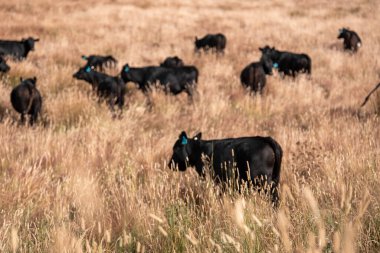 Avustralya 'da bir çiftlikte karbon nötr sığır yetiştiriciliği. Avustralya' da güzel sığırlar otlaklar ve otlaklar. Yeni Zelanda 'da büyüyen sığır sürüsü.