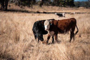 Avustralya 'da bir çiftlikte karbon nötr sığır yetiştiriciliği. Avustralya' da güzel sığırlar otlaklar ve otlaklar. Yeni Zelanda 'da büyüyen sığır sürüsü.